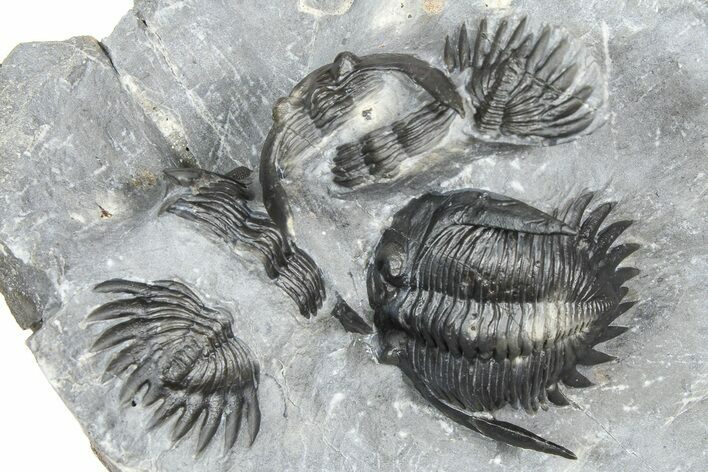 Uncommon Mrakibina Trilobite With Partials - Mrakib, Morocco #362823
